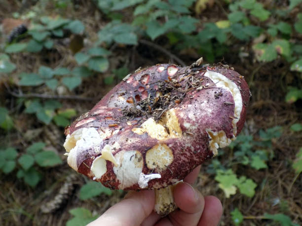 istock Russula mushroom in the hand 1036371444