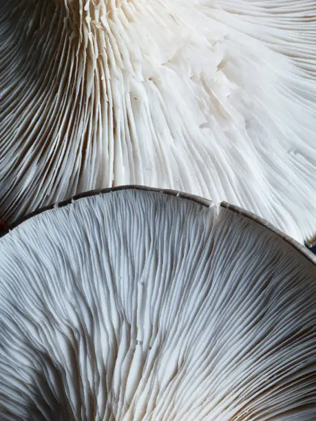 Close-up of two Oyster Mushrooms from the underside showing off their filaments/gills.