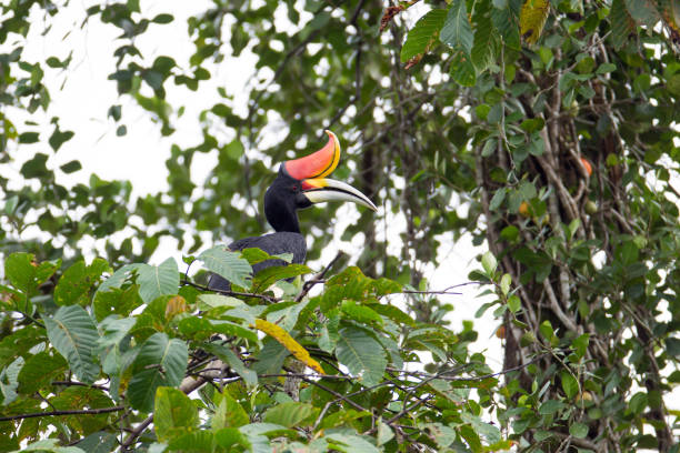 istock Hornbill bird : adult Rhinoceros hornbill (Buceros rhinoceros) 1036372076