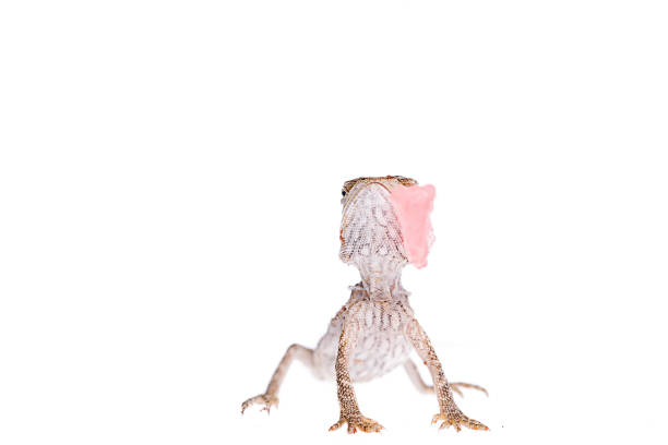 istock Bearded Dragon baby eating watermelon on isolated white background macro 1036372230