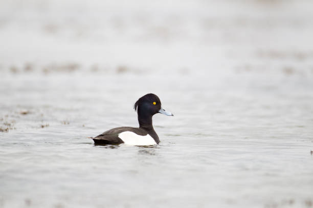 Water bird : adult male Tufted duck (Aythya fuligula)