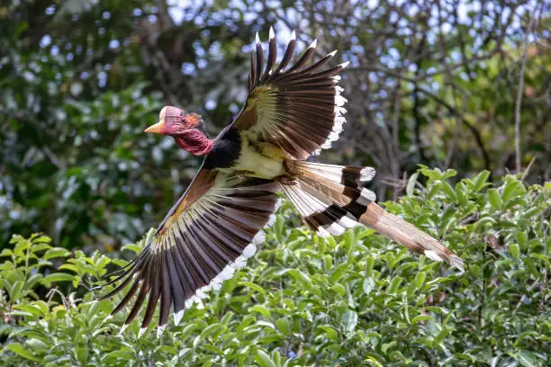 Closed up bizarre bird, adult male Helmeted hornbill (Rhinoplax vigil), uprisen angle level, side shot, spread wings and flying in the morning over the rainforest under the clear sky, Klong Seang Wildlife Sanctuary, Surat Thani, southern of Thailand.