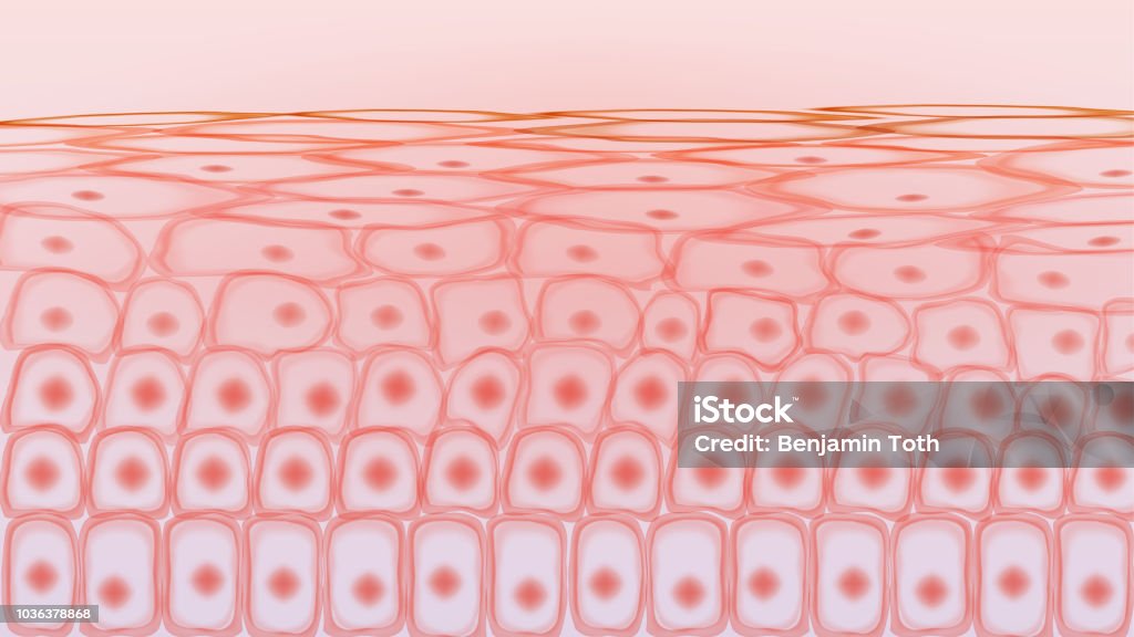 Cellules de tissus de la peau - clipart vectoriel de Peau libre de droits