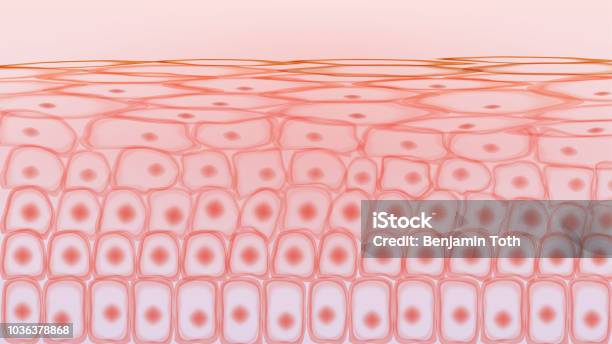 Cellules De Tissus De La Peau Vecteurs libres de droits et plus d'images vectorielles de Peau - Peau, Cellule, Tissu