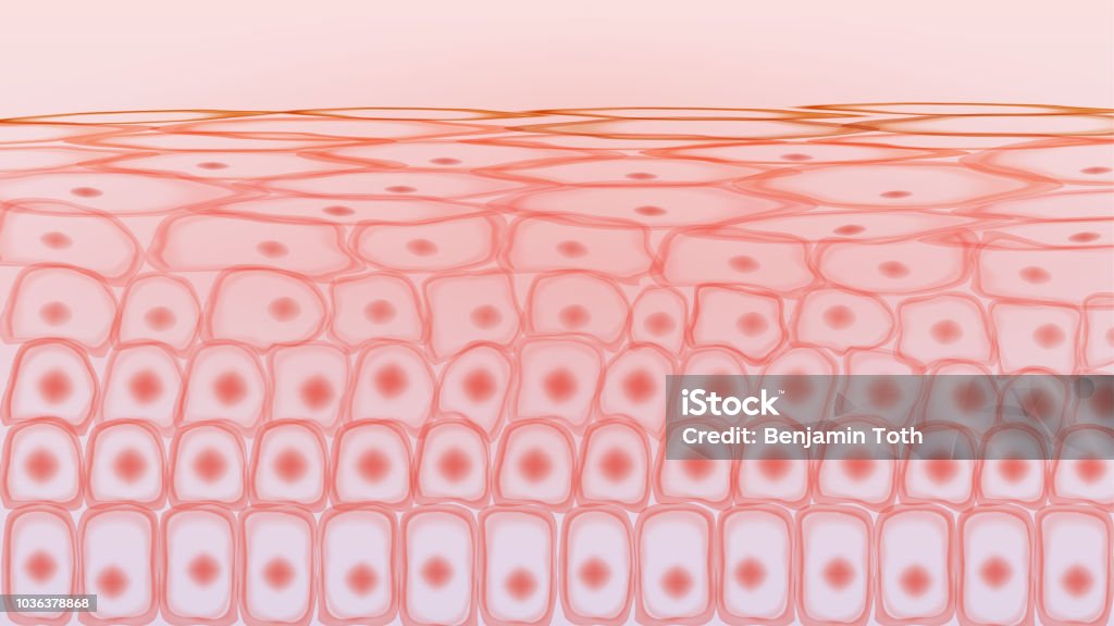 Skin tissue cells Skin stock vector