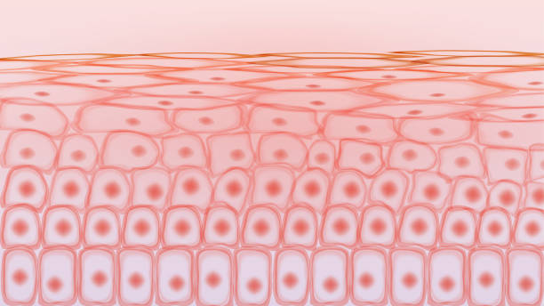 Skin tissue cells Skin tissue cells tissue anatomy stock illustrations
