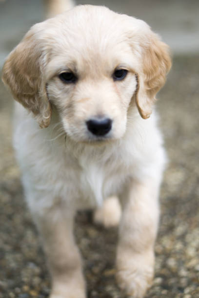 istock Retriever puppy standing on ground 1036394630