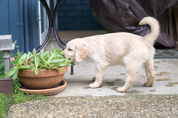 Cute puppy eating plant in pot stock photo