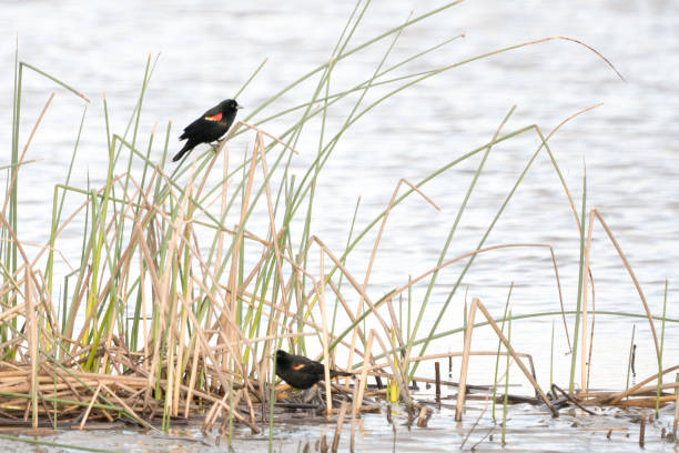 istock Little black birds sitting on sedge in water 1036401634
