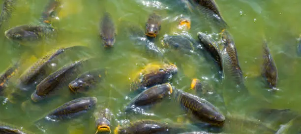 Photo of group of big brown carps swimming in the water lake together
