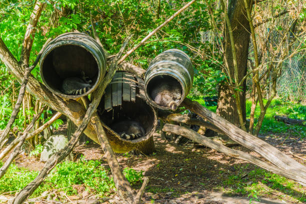 schlafen in ihren tierischen versteck-häusern, die fässer sind waschbären - animal captivity building stock-fotos und bilder