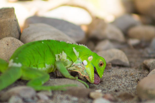 Iguana is a genus of scaly sauropsids (reptiles) in the family Iguanidae.