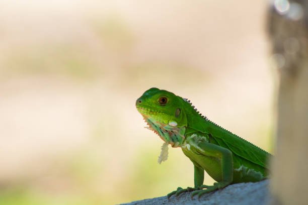 istock Iguanas in the Eastern Plains Colombia 1036401922