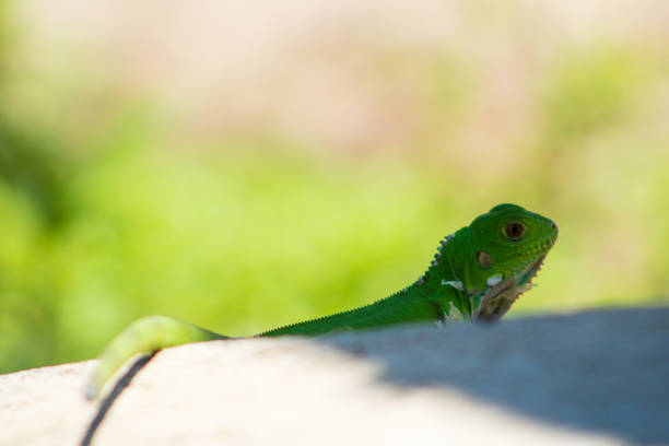 istock Iguanas in the Eastern Plains Colombia 1036402040