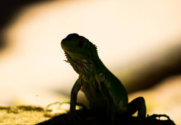 Iguana is a genus of scaly sauropsids (reptiles) in the family Iguanidae.