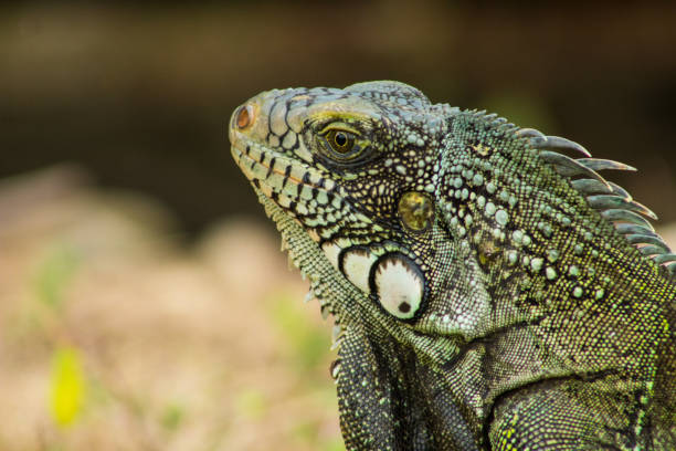 istock Iguanas in the Eastern Plains Colombia 1036402460