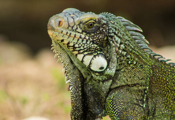 istock Iguanas in the Eastern Plains Colombia 1036404534