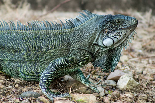 istock Iguanas in the Eastern Plains Colombia 1036404556