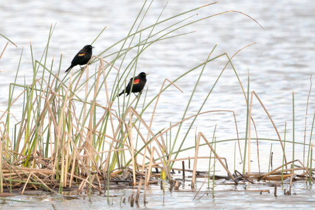 istock Little black birds sitting on dried reeds 1036404732