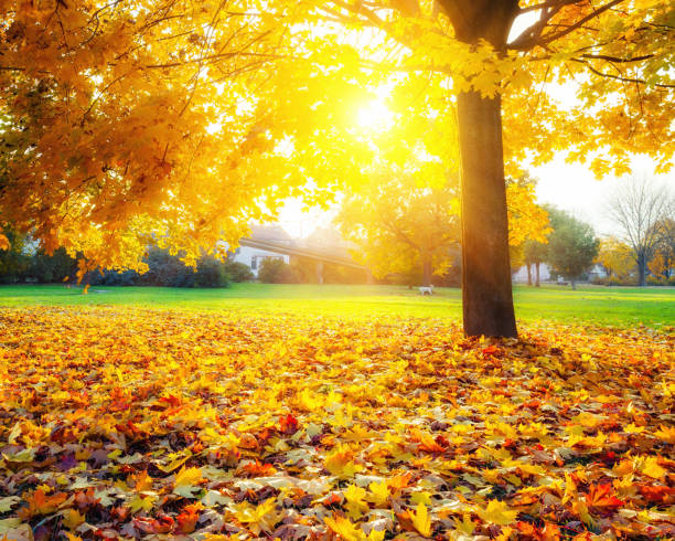 istock Sunny autumn maples in the park 1036404860