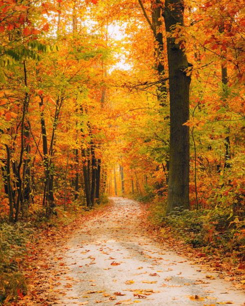 bright autumn forest - autumn trees imagens e fotografias de stock