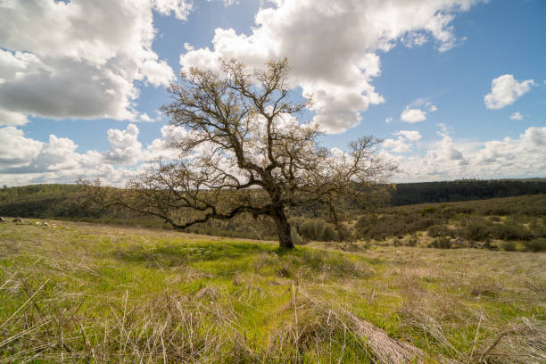 istock Tree standing in middle of field 1036404870