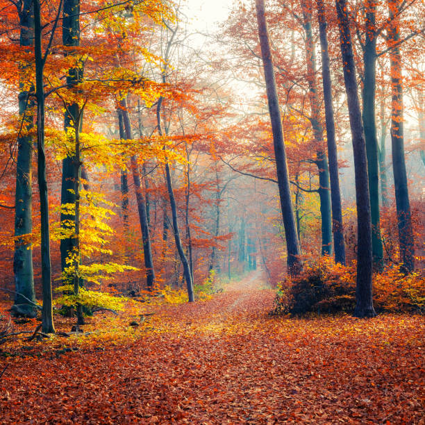 istock Pathway in foggy autumn forest 1036404874