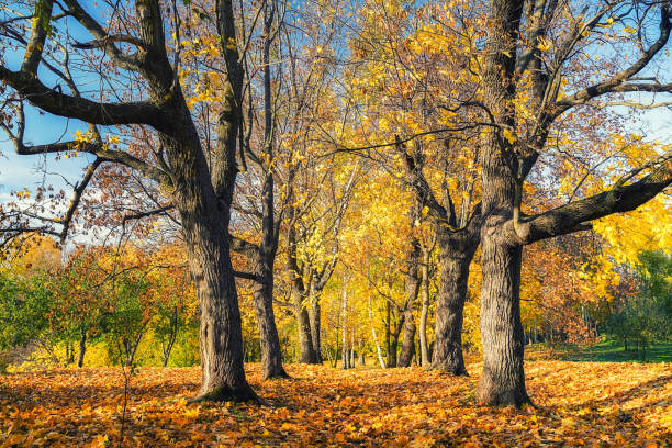istock Sunny autumn in the park 1036404912