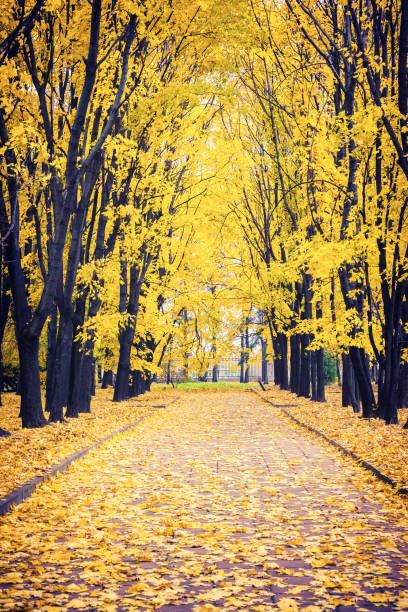 istock Alley in autumn park 1036404914