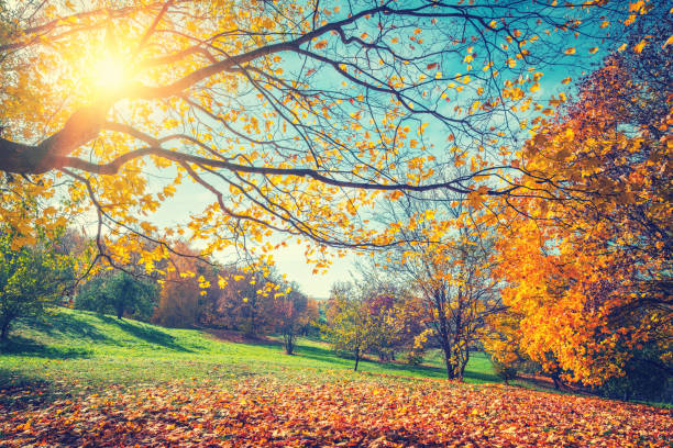 sunny autumn in countryside - landscape sunny day sunlight imagens e fotografias de stock