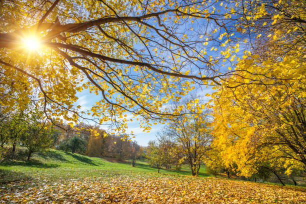 istock Sunny autumn in countryside 1036404946