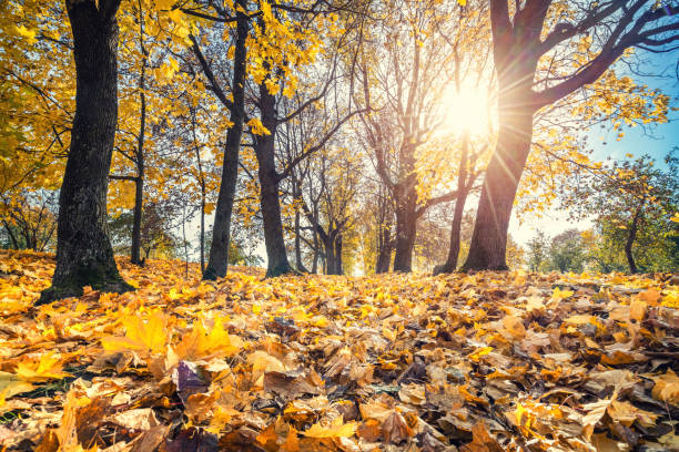 istock Bright foliage in autumn park 1036404948