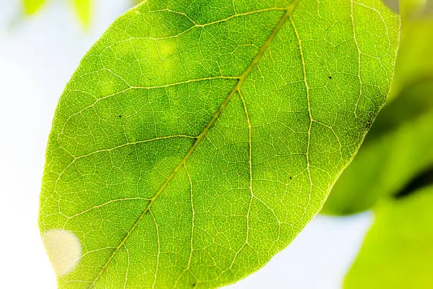 a green leaf under sunlight