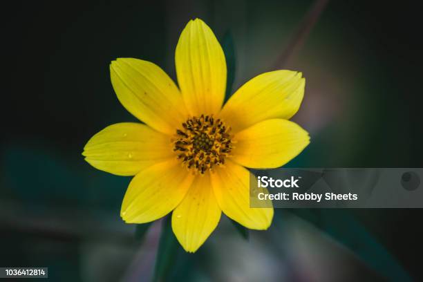 A Yellow Flower Macro Stock Photo - Download Image Now - 2015, Agricultural Field, Beauty