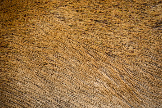 istock Close Up hair of deer 1036436296