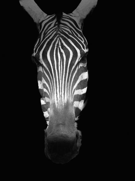istock black and white portrait of a zebra head 1036440904