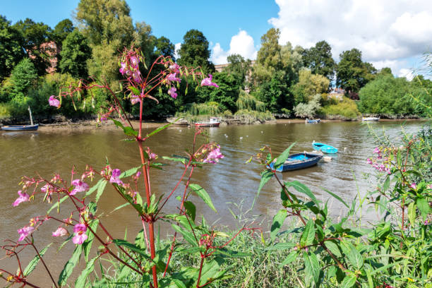 Himalayan balsam on the bank of the River Dee, Chester, England. Invasive species.