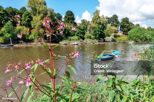 Himalayan Balsam River Dee Chester England Stock Photo - Download Image Now - Cheshire - England, Chester - England, Color Image