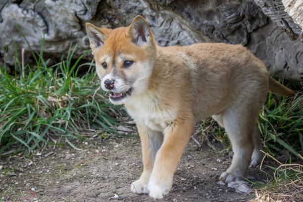 istock Purebred Dingo Puppy, Victoria Australia, August 2018 1036453438