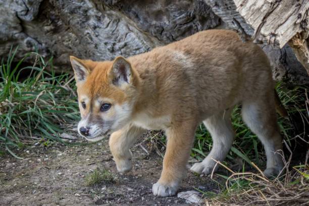 istock Purebred Dingo Puppy, Victoria Australia, August 2018 1036453442