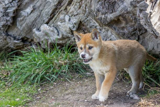 istock Purebred Dingo Puppy, Victoria Australia, August 2018 1036453444