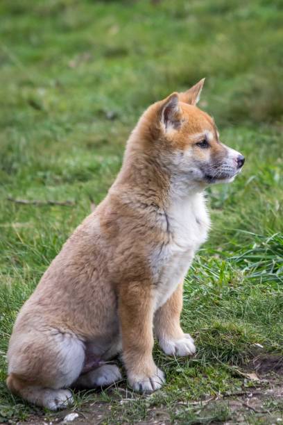istock Purebred Dingo Puppy, Victoria Australia, August 2018 1036453516