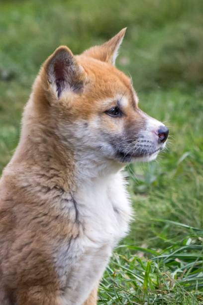 istock Purebred Dingo Puppy, Victoria Australia, August 2018 1036453522