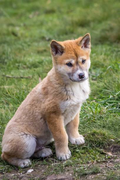 istock Purebred Dingo Puppy, Victoria Australia, August 2018 1036453542