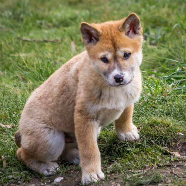 istock Purebred Dingo Puppy, Victoria Australia, August 2018 1036453548