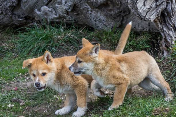 istock Purebred Dingo Puppy, Victoria Australia, August 2018 1036453742