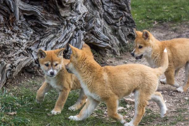 istock Purebred Dingo Puppy, Victoria Australia, August 2018 1036453764