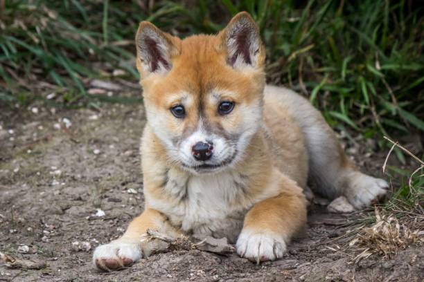 istock Purebred Dingo Puppy, Victoria Australia, August 2018 1036453834