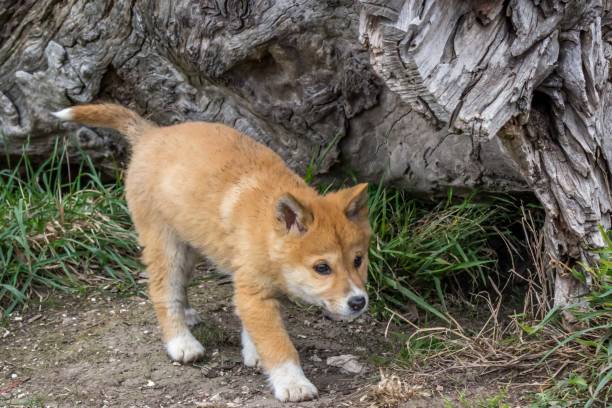 istock Purebred Dingo Puppy, Victoria Australia, August 2018 1036453840