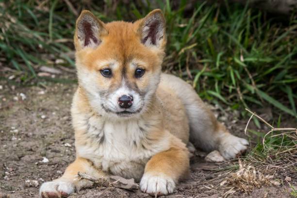istock Purebred Dingo Puppy, Victoria Australia, August 2018 1036453874